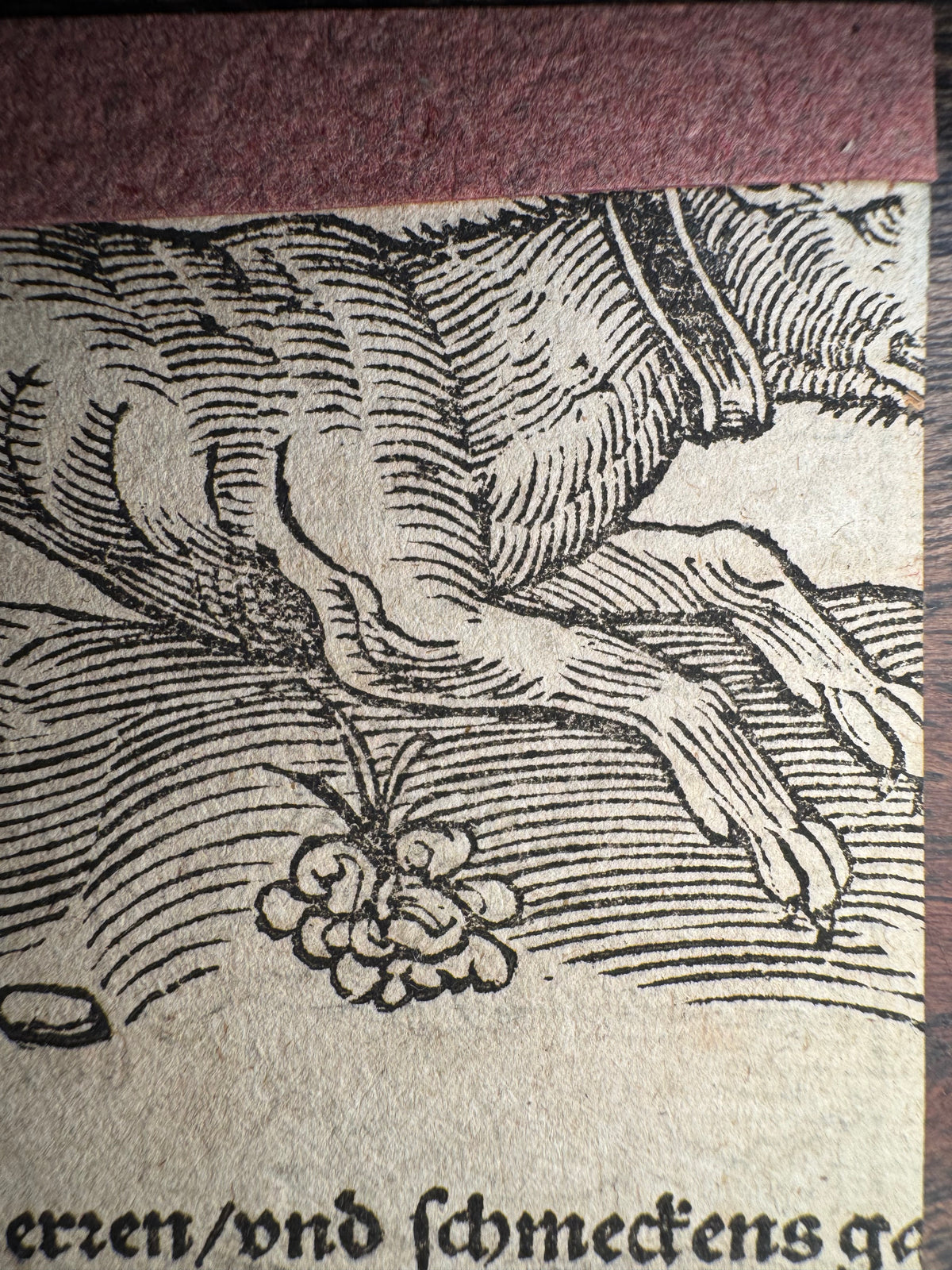 Original 16th-Century Virgil Solis Woodcut — Venus and Adonis