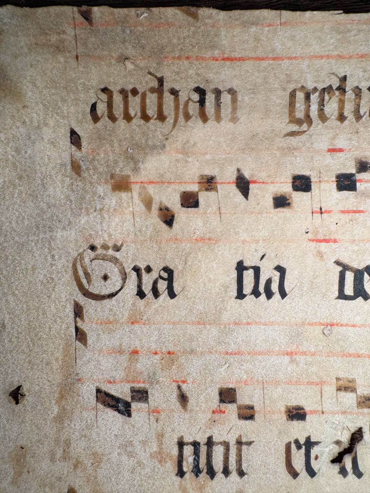 Medieval Antiphonal Fragment – Gaude Maria Virgo – c. 14th–15th Century